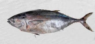 Image result for Thunnus thynnus
