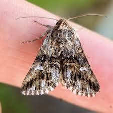 Attēlu rezultāti vaicājumam “Calophasia lunula”