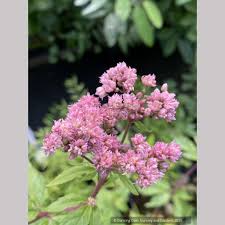 Attēlu rezultāti vaicājumam “Eupatorium cannabinum leaf”