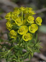 Attēlu rezultāti vaicājumam “Euphorbia cyparissias flower”