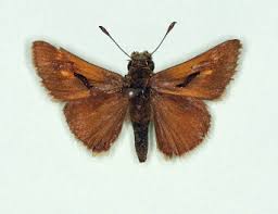 Attēlu rezultāti vaicājumam “Hesperia comma underside”