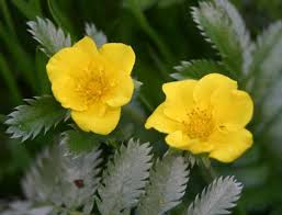 Image result for Potentilla anserina