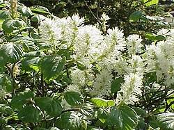 Attēlu rezultāti vaicājumam “Fothergilla major”