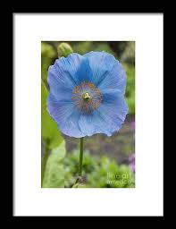 Image result for Meconopsis betonicifolia