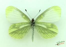 Attēlu rezultāti vaicājumam “Leptidea sinapis”