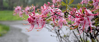 Attēlu rezultāti vaicājumam “Rhododendron periclymenoides flower”