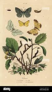 Attēlu rezultāti vaicājumam “Jodis putata”