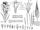 Brassicaceae: Wildflowers of the Mustard Family (Cruciferae ...