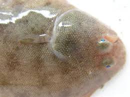 Image result for Solea solea