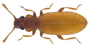 Attēlu rezultāti vaicājumam “Dienerella elongata”