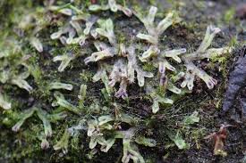 Attēlu rezultāti vaicājumam “Badhamia flavoglauca”