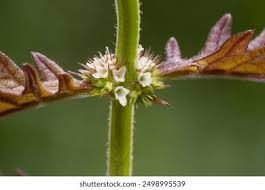 Attēlu rezultāti vaicājumam “Lycopus europaeus flower”