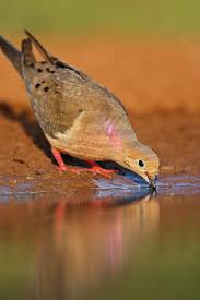 Image result for Zenaida macroura