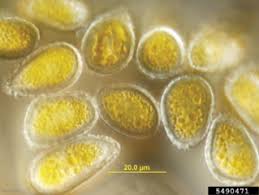 Attēlu rezultāti vaicājumam “Collaria rubens spores”