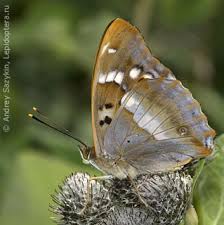 Attēlu rezultāti vaicājumam “Apatura ilia male”