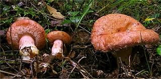 Attēlu rezultāti vaicājumam “Lactarius torminosus”