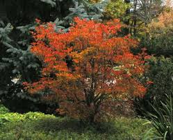 Attēlu rezultāti vaicājumam “Enkianthus chinensis”