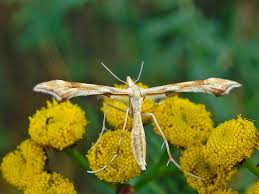 Attēlu rezultāti vaicājumam “Gillmeria pallidactyla”