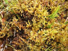 Attēlu rezultāti vaicājumam “Calliergon cordifolium”