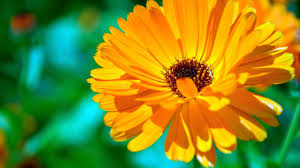 Attēlu rezultāti vaicājumam “Calendula officinalis flower”