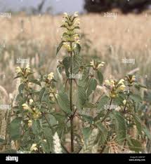 Attēlu rezultāti vaicājumam “Galeopsis speciosa”