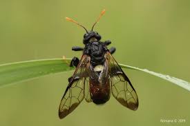 Attēlu rezultāti vaicājumam “Cimbex femoratus”