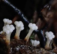 Attēlu rezultāti vaicājumam “Claustria didermoides macro”