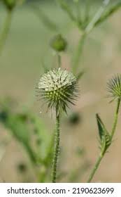 Image result for Dipsacus pilosus