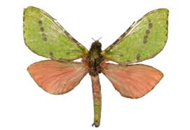 Attēlu rezultāti vaicājumam “Hepialidae”