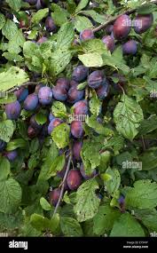 Attēlu rezultāti vaicājumam “Prunus domestica subsp. domestica”