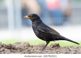 Attēlu rezultāti vaicājumam “Turdus merula male”