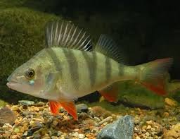 Attēlu rezultāti vaicājumam “Perca fluviatilis”