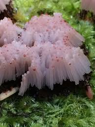 Attēlu rezultāti vaicājumam “Stemonitis sp.”