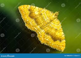 Attēlu rezultāti vaicājumam “Camptogramma bilineata”