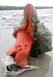 Image result for Triplofusus giganteus