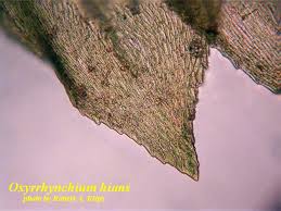 Attēlu rezultāti vaicājumam “Oxyrrhynchium hians var. rigidum macro”