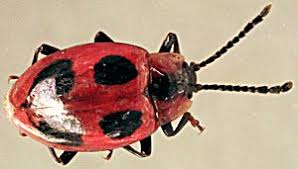 Attēlu rezultāti vaicājumam “Endomychus coccineus”