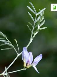 Attēlu rezultāti vaicājumam “Astragalus arenarius leaf”
