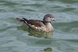 Attēlu rezultāti vaicājumam “Aix galericulata”