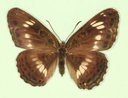 Attēlu rezultāti vaicājumam “Limenitis camilla”