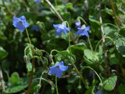 Attēlu rezultāti vaicājumam “Licea pygmaea”