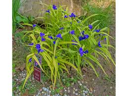 Attēlu rezultāti vaicājumam “Tradescantia virginiana flower”