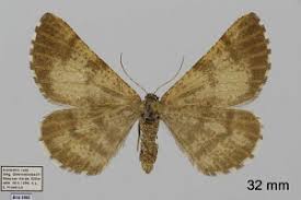 Attēlu rezultāti vaicājumam “Bupalus piniaria”