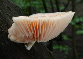 Attēlu rezultāti vaicājumam “Rhodotus palmatus”