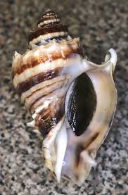 Image result for Melongena corona