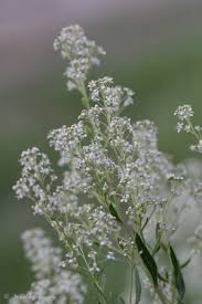 Attēlu rezultāti vaicājumam “Lepidium latifolium”