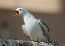 Attēlu rezultāti vaicājumam “Rissa tridactyla”