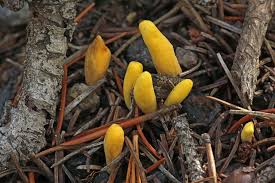 Attēlu rezultāti vaicājumam “Clavariadelphus ligula”