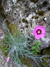 Image result for Steinnelke