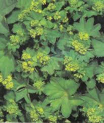 Image result for Alchemilla vulgaris